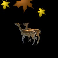 Deer Background