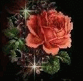 Pink Rose